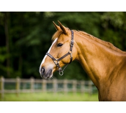 Licol Equi-Thème Diamond