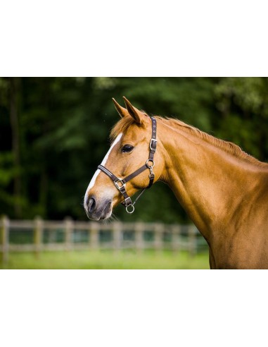 Licol Equi-Thème Diamond