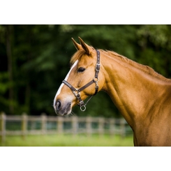 Licol Equi-Thème Diamond