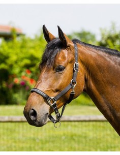 Licol Equi-Thème Diamond 2