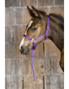 Licol nylon poulain ou foal