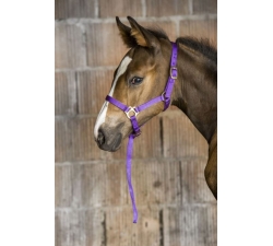 Licol nylon poulain ou foal
