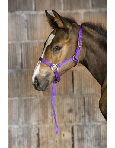 Licol nylon poulain ou foal