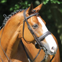 bride-de-dressage