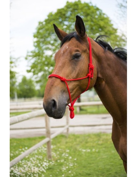Licol de présentation et sa longe assortie qualité+ poney ou cheval