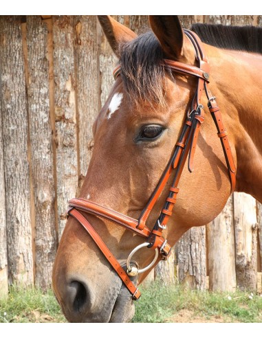 Bridon London fancy DMH  Equitation Majestic