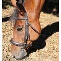 Bridon muserolle française DMH Equitation Havane