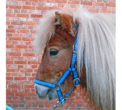 Licol shetland avec longe 1.25m Lamicell