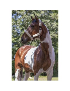 Licol Norton Full mouton synthétique 2