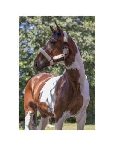 Licol Norton Full mouton synthétique