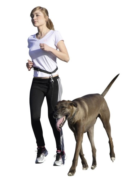 Kit complet Agility pour chien