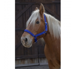 Licol Norton Pro pour cheval de trait