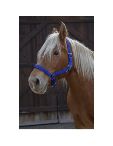 Licol Norton Pro pour cheval de trait bleu roi