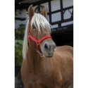 Licol Norton Pro pour cheval de trait rouge