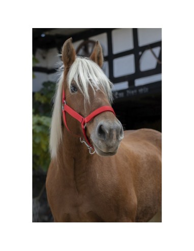 Licol Norton Pro pour cheval de trait bleu roi