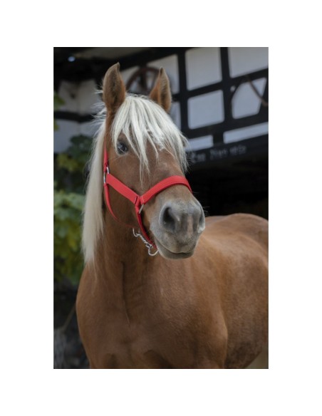 Licol Norton Pro pour cheval de trait rouge