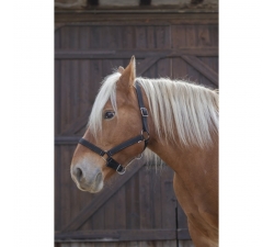 Licol Norton Pro pour cheval de trait noir