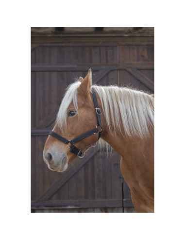 Licol Norton Pro pour cheval de trait bleu roi