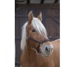 Licol Norton Pro pour cheval de trait marron