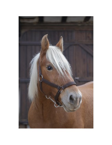 Licol Norton Pro pour cheval de trait