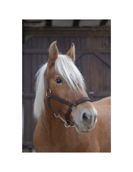 Licol Norton Pro pour cheval de trait marron