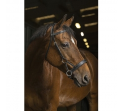 Side pull Norton Pro Confort