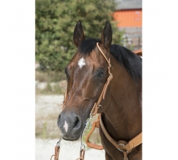 Bridon Westride by Franck Perret 1 oreille