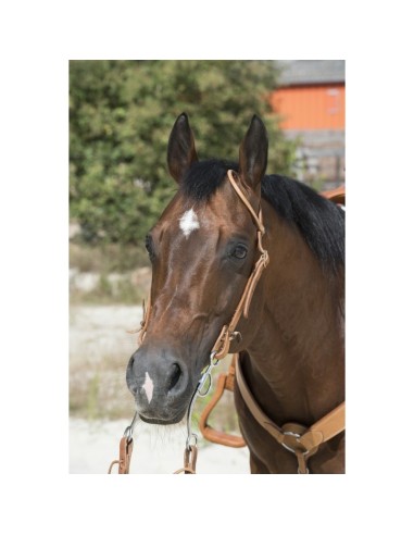 Bridon Westride by Franck Perret 1 oreille