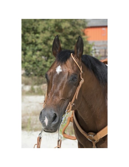 Bridon Westride by Franck Perret 1 oreille