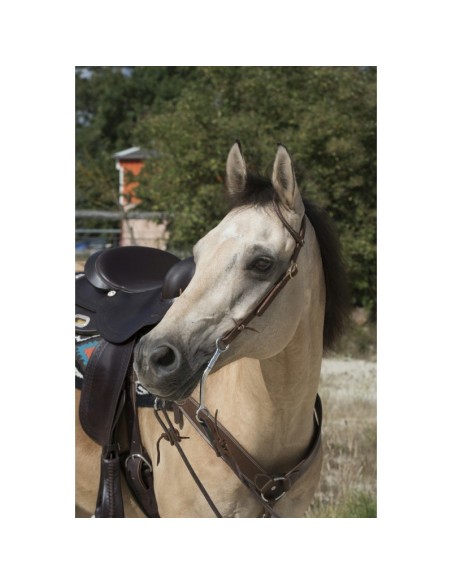 Bridon Westride by Franck Perret 1 oreille