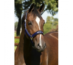 LICOL BoT Werano PS NOIR