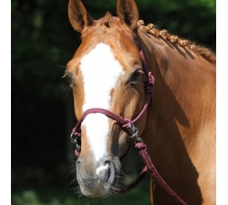 Licol éthologique + rênes