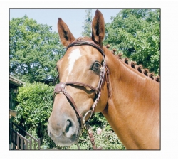 Bridon cuir muserolle croisée Henri de Rivel