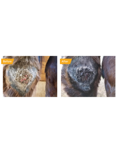 Silver Honey Absorbine Spray