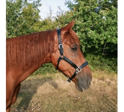 licol-cuir-premier-prix