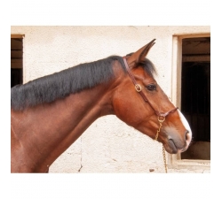 Licol cuir de présentation TdeT