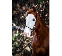 Licol cuir de présentation TdeT