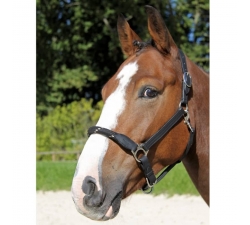 Licol Treadstone Cuir Richtan avec corde