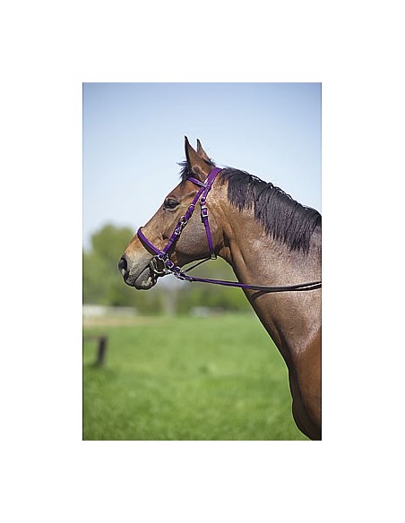 Bridon de rando Norton synthétique Violet