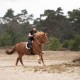 Bareback pad selle tapis de monte à cru du shetland au cheval