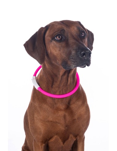 collier lumineux pour chien LED HKM