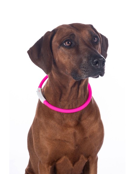 collier lumineux pour chien LED HKM