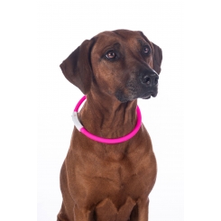 collier lumineux pour chien LED HKM
