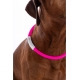 collier lumineux pour chien LED HKM