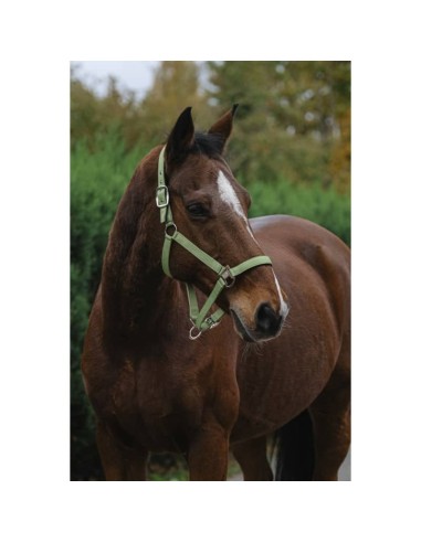 Licol nylon Equithème Spring