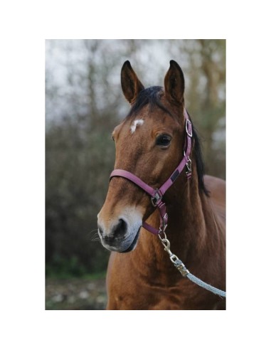 Licol nylon Equithème Spring