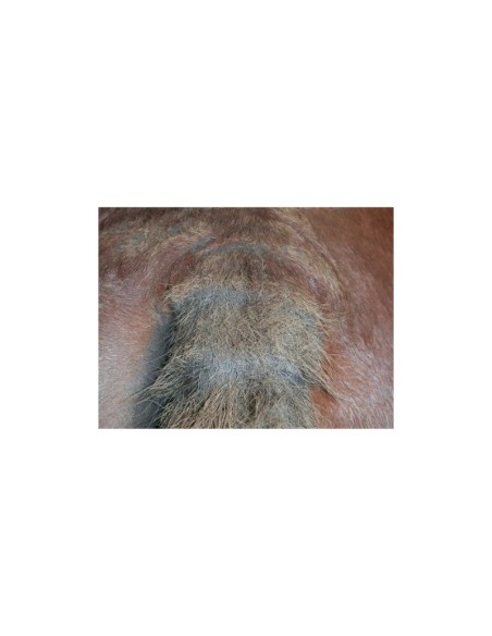 Shampoing Animaderm Tea Tree