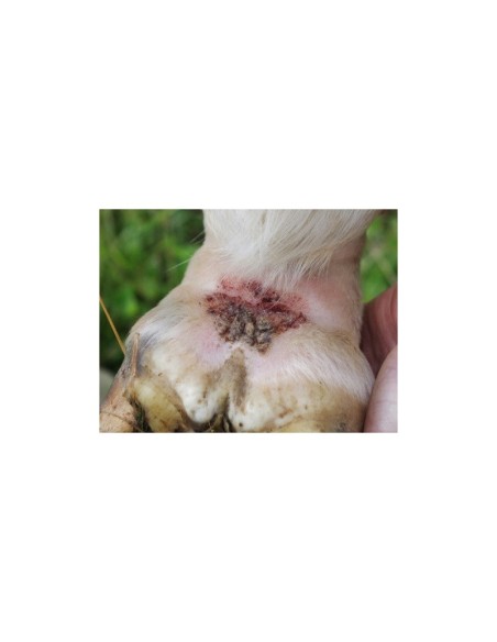 Shampoing Animaderm Tea Tree