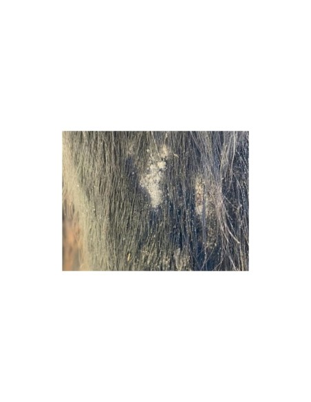 Shampoing Animaderm Tea Tree