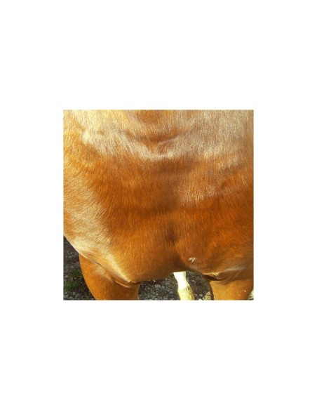 Crème cicatrisante Animaderm Cutene